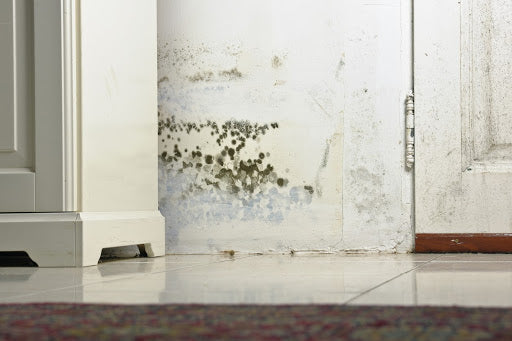 Mold Stains on Damp Wall and Door behind Cabinet